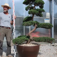 Juniperus chinensis, Gartenbonsai Y58 - 150