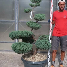 Juniperus virginiana 'Grey Owl' - Bonsai, Gartenbonsai NP23B - 140