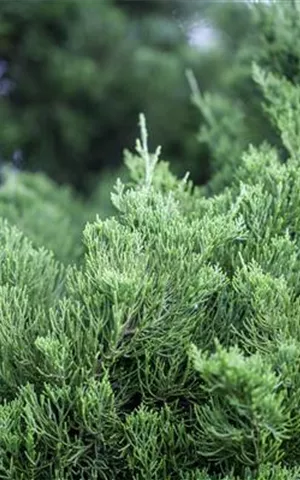 Juniperus chin.'Kaizuka'