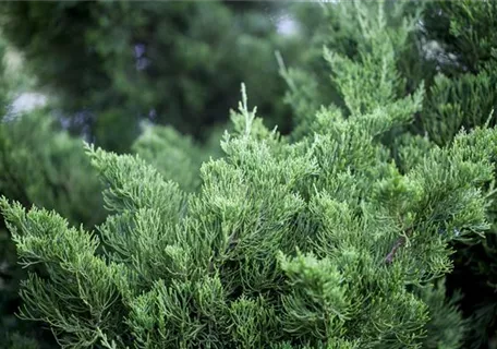 Juniperus chin.'Kaizuka' - Strauchwacholder 'Kaizuka'