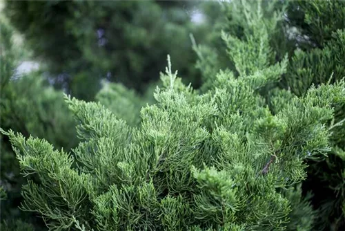 Strauchwacholder 'Kaizuka' - Juniperus chin.'Kaizuka'