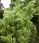 Strauchwacholder 'Kaizuka' - Juniperus chin.'Kaizuka'