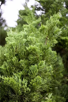 Strauchwacholder 'Kaizuka' - Juniperus chin.'Kaizuka'