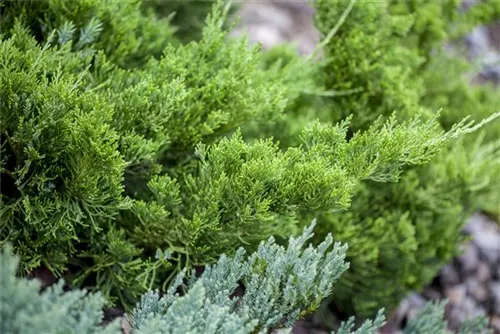 Strauchwacholder 'Kaizuka' - Juniperus chin.'Kaizuka'