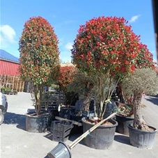 Photinia fraseri 'Red Robin' - Formgehölze, C 285 mehrstämmig 300- 350