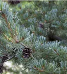 Blaue Mädchenkiefer 'Glauca' - Pinus parviflora 'Glauca'