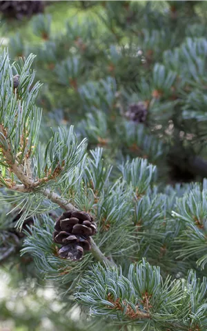 Pinus pentaphylla