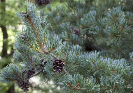 Pinus pentaphylla - Mädchen-Kiefer