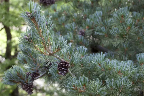 Blaue Mädchenkiefer 'Glauca' - Pinus parviflora 'Glauca'