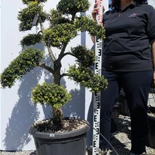 Ilex crenata, Gartenbonsai T71n35 - 100