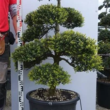 Ilex crenata, Gartenbonsai M40n19 - 120