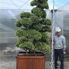 Ilex crenata, Gartenbonsai F23n2 - 270