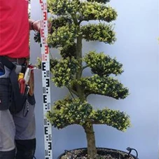 Ilex crenata, Gartenbonsai M44Ln13 - 140