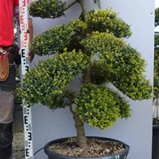 Ilex crenata, Gartenbonsai M40n14 - 120