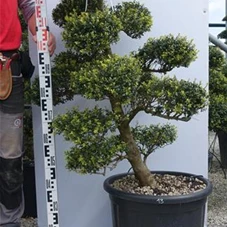 Ilex crenata, Gartenbonsai M40n13 - 120