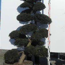 Ilex crenata, Gartenbonsai NPriN5 - 200