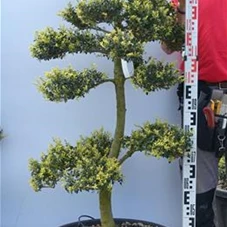 Ilex crenata, Gartenbonsai M44Ln10 - 140