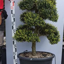 Ilex crenata, Gartenbonsai M40n8 - 110