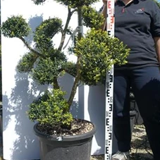 Ilex crenata, Gartenbonsai T71n17 - 110