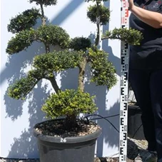 Ilex crenata, Gartenbonsai T71n26 - 90