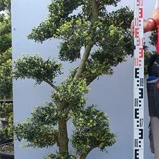 Ilex crenata, Gartenbonsai M44Ln4 - 130