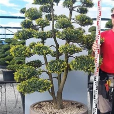 Ilex crenata, Gartenbonsai TFn27 - 170