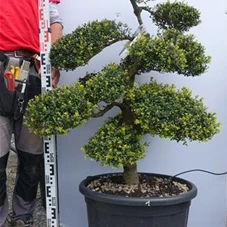 Ilex crenata, Gartenbonsai M40n1 - 110