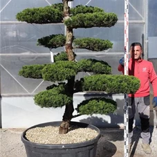 Juniperus chin.'Kaizuka', Gartenbonsai NPbpA - 200