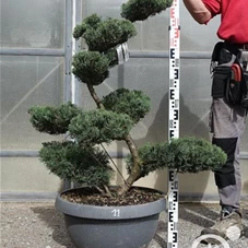 Juniperus chinensis, Gartenbonsai NPriN11 - 100