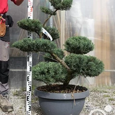 Juniperus chinensis, Gartenbonsai NPriN5 - 100