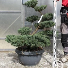 Juniperus chinensis, Gartenbonsai NPriN8 - 80