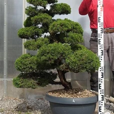 Juniperus chinensis, Gartenbonsai NPxN4 - 90