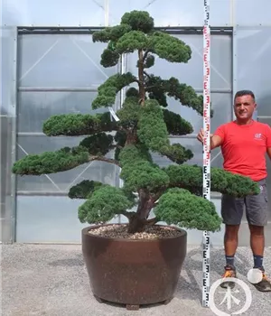 Juniperus chinensis 'Hitoigawa'