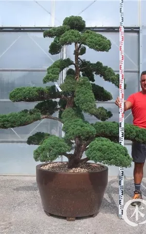 Juniperus chinensis 'Hitoigawa'