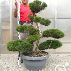 Juniperus media 'Mint Julep' - Bonsai, Gartenbonsai NPn2 - 100