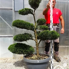 Juniperus media 'Mint Julep' - Bonsai, Gartenbonsai NPn7 - 100