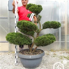 Juniperus media 'Mint Julep' - Bonsai, Gartenbonsai NPn3 - 100