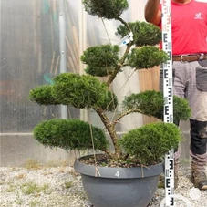 Juniperus media 'Mint Julep' - Bonsai, Gartenbonsai NPn4 - 100