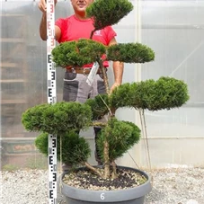 Juniperus media 'Mint Julep' - Bonsai, Gartenbonsai NPn6 - 100