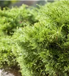 Strauchwacholder 'Mint Julep' - Juniperus media 'Mint Julep' - Nadeln - Koniferen