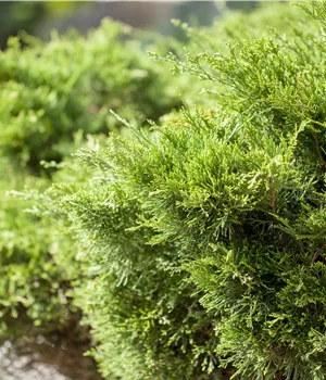 Juniperus media 'Mint Julep' - Bonsai