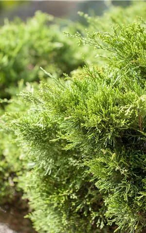 Juniperus media 'Mint Julep' - Bonsai