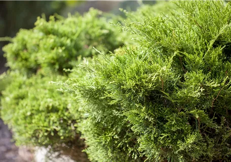 Juniperus media 'Mint Julep' - Bonsai - Strauchwacholder 'Mint Julep'