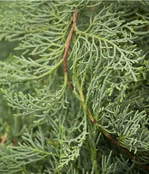 Juniperus virginiana 'Grey Owl' - Bonsai