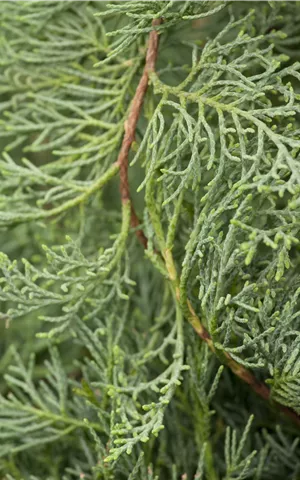 Juniperus virginiana 'Grey Owl' - Bonsai