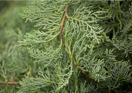 Juniperus virginiana 'Grey Owl' - Nadeln - Koniferen - Strauchwacholder 'Grey Owl'