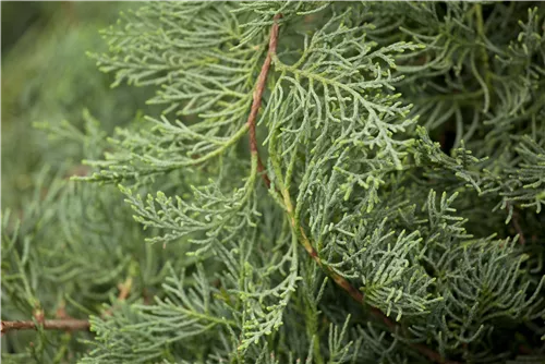 Strauchwacholder 'Grey Owl' - Juniperus virginiana 'Grey Owl' - Nadeln - Koniferen