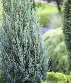 Juniperus scopulorum 'Blue Arrow'