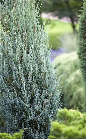 Juniperus scopulorum 'Blue Arrow'