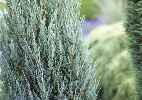 Juniperus scopulorum 'Blue Arrow' - Wacholder 'Blue Arrow'